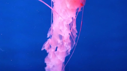 pan-da-chuan-219195-unsplash-1-min